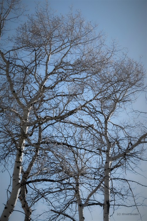 Quaking Aspen, coming into bud© riverwindphotography