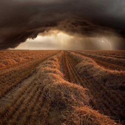 coloradoqueen:  Wheat field wind rows