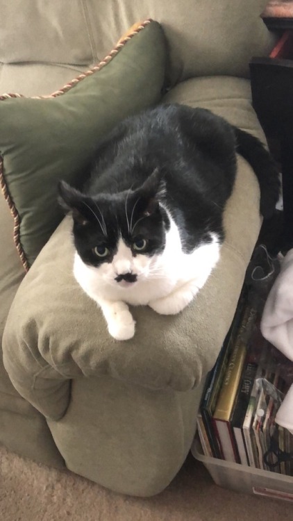 kitty-kiu:This is Baba, a rescue cat of mine and my best friend @opalescentwillowI love their little