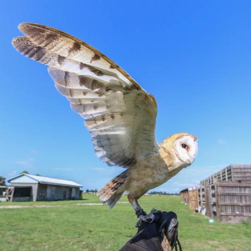 Whisper, showing off those lovely Barn Owl feathers! Do you see all the little dark spots on her sto