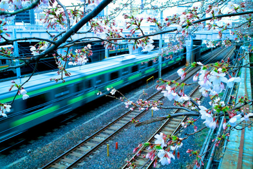 dreams-of-japan:  SAKURA SAKU by sinkdd on Flickr.