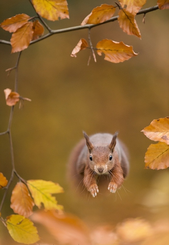 beautiful-wildlife:Run Forest … by Edwin Kats