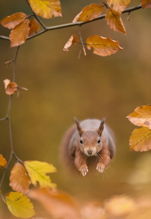 Porn photo beautiful-wildlife:Run Forest … by Edwin