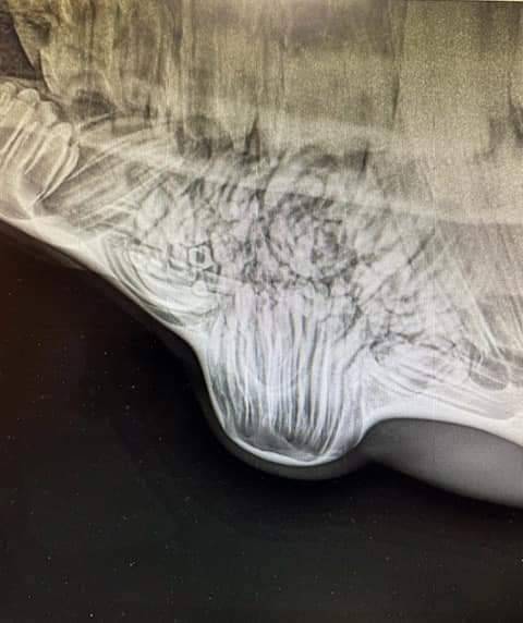 Adventures in Vet Techin'