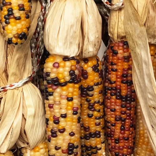 Decorative Corn (maiz), Nursery,Fairfax, 2017.