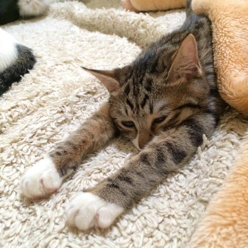 おはようございます。今日は12時より猫茶家営業なので、そろそろ起きまーす。#cat #猫茶家 #菊子 #kitty #tabby #猫部 #sleep #happy #cute #靴下貓 #靴下ニャン