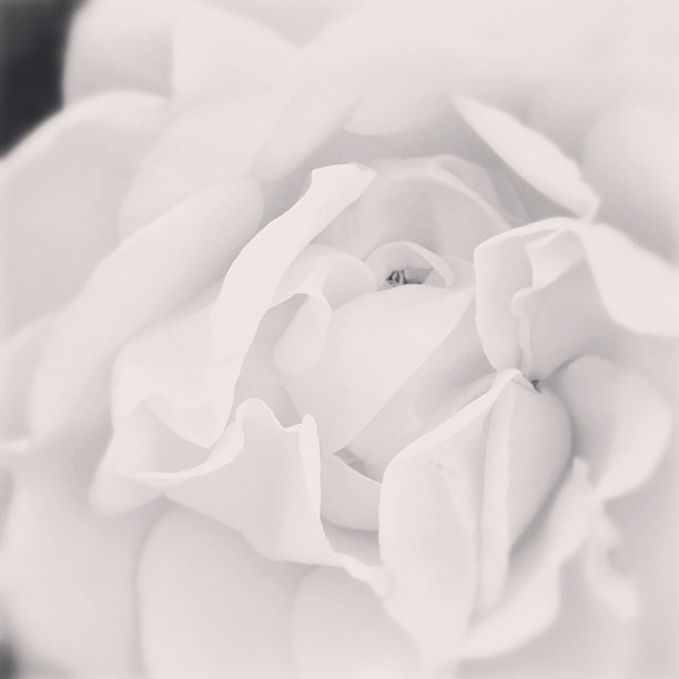 #ザ花部 #photooftheday #igersjp #flower #rose #bw