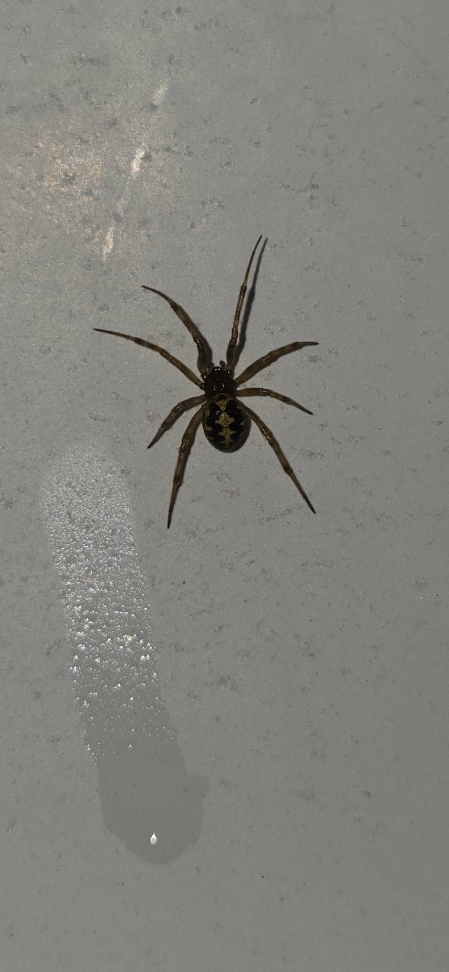 Found This Little Dude In My Bathtub. Politely And Carefully Rehomed Them Outside In The Field Next To