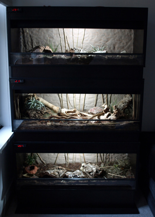 My bioactive hedgehog and tenrec enclosures, at the start (pretty much the “try-out phase”) and seve