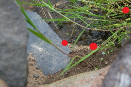 OK, here are the adventurous youngsters, checking out the pond edge. In the pictures where they’re a