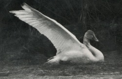 uconstruction: George Shiras (1859–1942 American) • Swan 