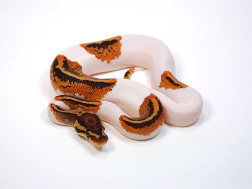 deleriousbyznasty:Alright listen up mother fuckers this is called a ball python? Well why the fuck i
