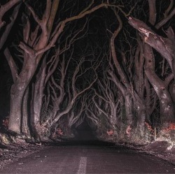 Southern-Gothic-Decay: Mosertone: The Dark Hedges, Northern Ireland Ｗｈａｔ'ｓ