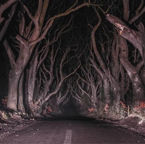 mosertone:The dark hedges, Northern Ireland