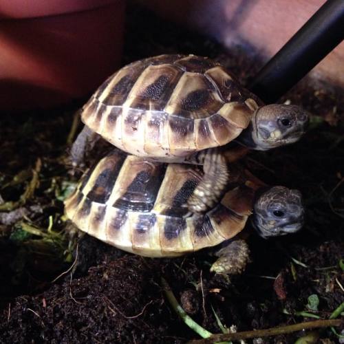 Now that’s just rude! #tortbabies #hermannstortoise #hermann #herc #testudo #tortsofinstagram 