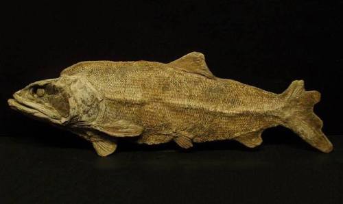 Petrified Fish of BrazilLooking more like a sculpted work of art than a fossil, this fish belongs to