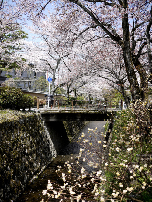 哲学の道 20110414京都・哲学の道By : KUMI