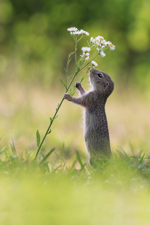 beautiful-wildlife: Flower Dance by JulianRad