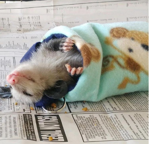 opossummypossum: ben-larry-kenobi:These opossums can sleep on the go. me irl