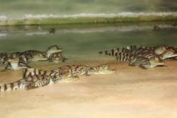 Sarcosuchas:  Crocodile Fact #8 When They Are Born, Crocodiles Tend To Be About 100 G