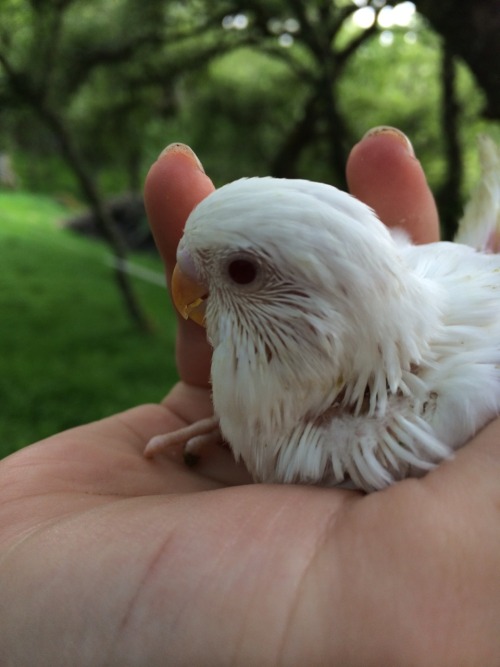 tighnaneun:The amazingly cute budgie babies have settled in really well! Two albinos, one black with