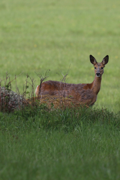 Roe deer, one of them very pregnant. A sudden movement from a bird scared them, but they soon realis