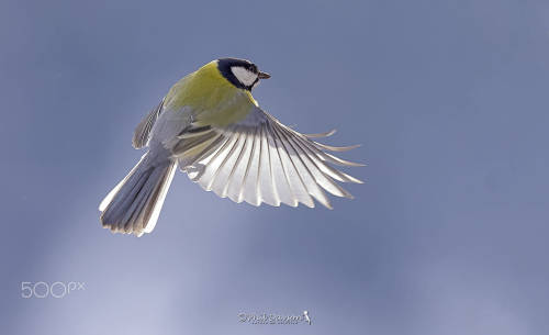 Great tit in flight by Phil Davson