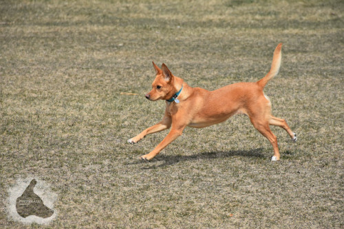 puppyrazzi