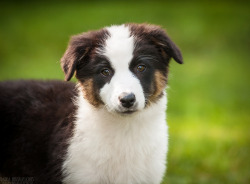 handsomedogs:    Little puppy | Dasha Iunskaya  