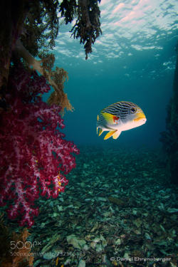 socialfoto:Oriental sweet lips in Raja Ampat Waters 2017 Oriental sweet lipfish in Raja Ampat waters near Kri Island Indonesia by ehrensbergerdaniel