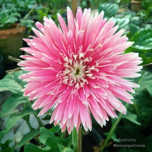 #เยอบีร่า #gerbera #thaigerbera #colourful #flowers #botany #botanicalgarden #worrapongfarm #samkok 