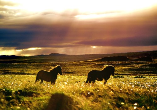 horses in Selfoss, Iceland. photo by Aðalsteinn Guðmundsson