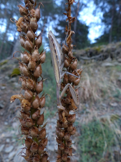 European mantis (Mantis religiosa)