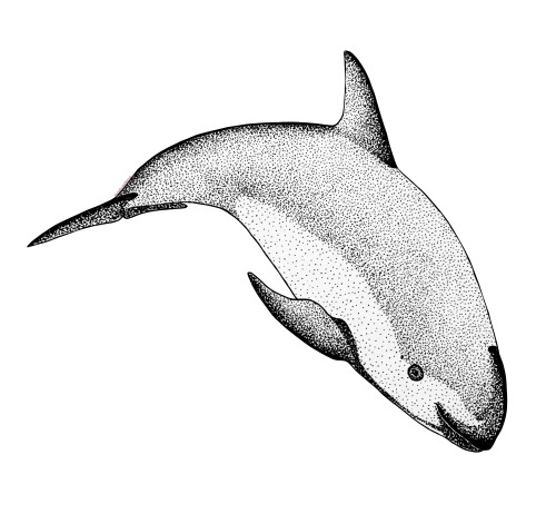 Vaquita.