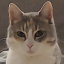 neveranniepls