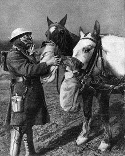 historicaltimes:  British horse driver affixes gas masks to his warhorses - Fifth battle of Ypres ca. 1918 Belgium via reddit 