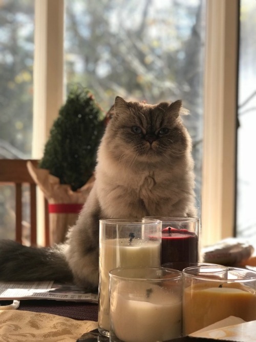 whyisntketchupasmoothie:A Beautiful Christmas Cat