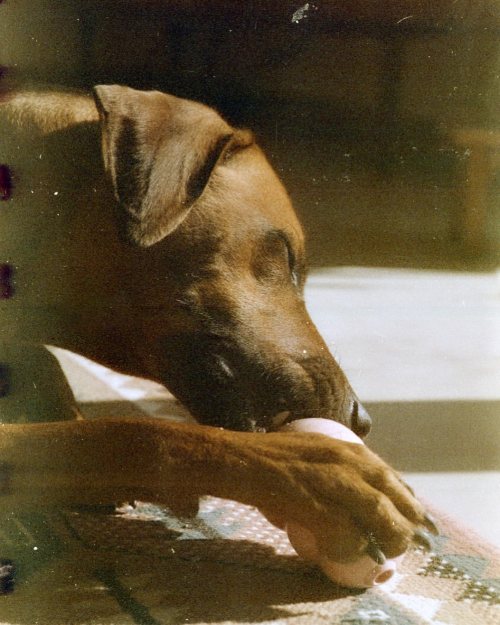 #kong #fujisuperia #nikonf80 (hier: Bayern, Germany) Https://www.instagram.com/p/CpucxXANdjH/?igshid=NGJjMDIxMWI=