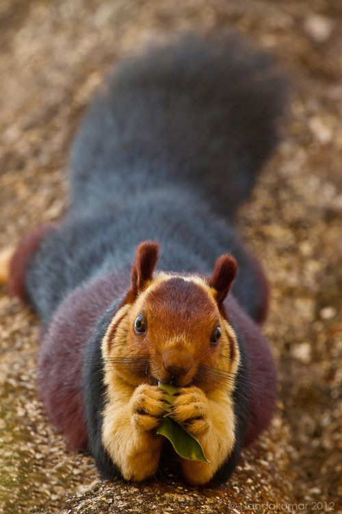 iloveyoulikeanalcoholic: Giant Purple Indian Squirrel.