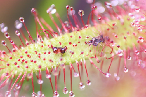 unassassinofischiettava: Drosera Capensis - Reverse LensPiccica - Bellissima e letale. *-*Drosera Ca