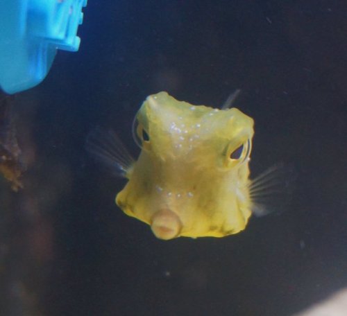 babyanimalgifs:  omg why do i find this funny?!