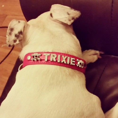 kickstartthefight:  This dog is spoilt rotten 💀 #earlyxmasgifts #trixiebelle #babu