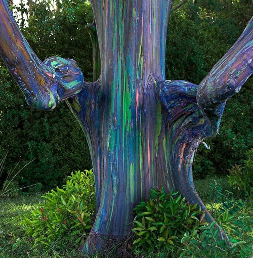 sixpenceee:  Rainbow Eucalyptus TreesThe rainbow color appears because these trees shed patches of bark at different times of the year.(Source)