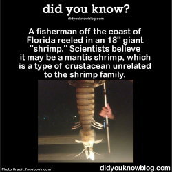 did-you-kno:  A fisherman off the coast of