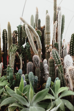 kellyelainesmith:  kelly smith photography