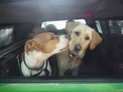 cute-overload:  Kisshttp://cute-overload.tumblr.com