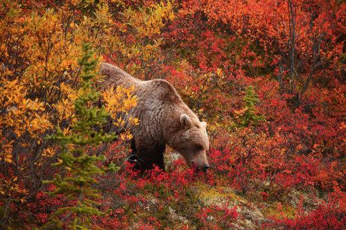 nubbsgalore - grizzly bears in denali national park feed on...