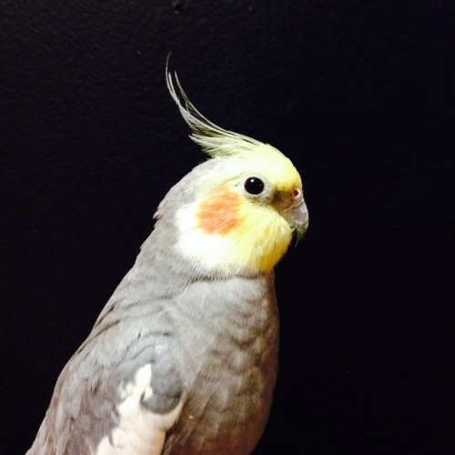 beakfreaks:Master Peaches of Pie