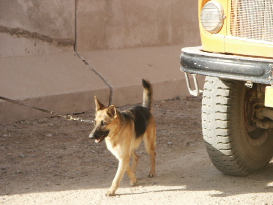 Dozens of bomb-sniffing dogs killed in Kuwait