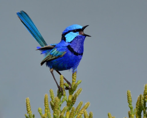 ilovemoss1998:also take a look at (some of) australias fairy wrens i love them, in order: splendid f